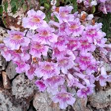 Image result for Podranea