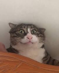 Ah Fei A Cat With A Very Expressive Face Has Gone Viral For His Over The Top Reaction Pics Cats Cat Care Cats And Kittens