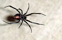 The eyes are located in the front of the head and are arranged in two rows. Black Widow Spider New World Encyclopedia