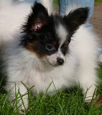 Obwohl ein verspielter welpe liebenswert klingt, bedenken sie, wie viele spiele sie täglich spielen. Papillon Welpen Tiermarkt Net