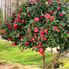 Image result for Camellia