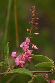 Image result for Pseudarthria