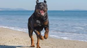 Rottweiler köpek özellikleri, rottweiler köpek karakteri ve rottweiler bakımı hakkında aradığınız rehber. Rottweiler Als Haustiere Kosten Lebenserwartung Und Temperament Tierwissen