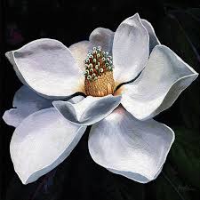 Lovely In White Painting Magnolia Flower Painting By Linda Apple Flower painting in watercolor flower painting calligraphy magnolia flower pattern material watercolor painting flower magnolia flower bird and flower painting flower painting. lovely in white painting magnolia flower by linda apple