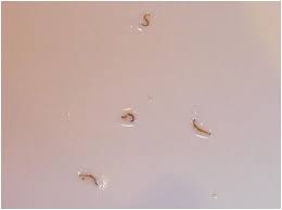Species Identification Waterborne Larvae Texas Usa Biology Stack Exchange