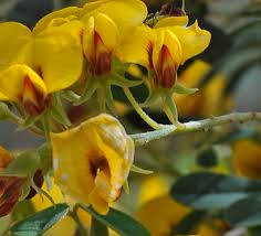 Image result for Grewia pubescens