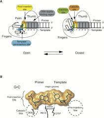 For the replication to begin there is a particular region called the origin of replication. Structures Of Mismatch Replication Errors Observed In A Dna Polymerase Cell
