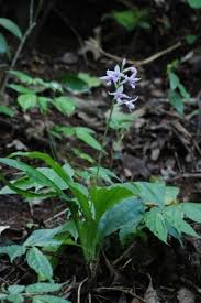 Image result for Calanthe sylvatica