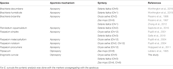 Image result for Eragrostis humidicola
