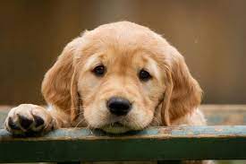 View our up and coming golden retriever puppies to find the perfect already trained puppy to join your family. Bensozia Dog Rental