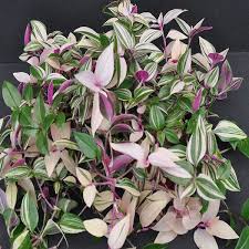 Image result for Tradescantia