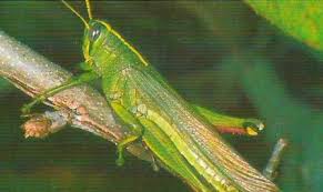 They will eat the new growth of grass and also love sweet potato vines, dracaena, and almost every other garden when grasshoppers are mature, putting row cover over vegetables or removing by hand is the best options. Insects Control Garden Insects And Getting Rid Of Insects