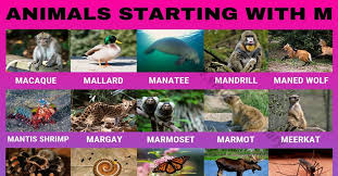 For many animals, particularly domesticated ones, there are specific names for males, females, young, and groups. Animals That Start With M 60 Popular Animals Starting With M Visual Dictionary