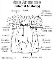Black And White Sea Anemone Sea Anemone Printout Enchantedlearning Com Sea Anemone Anemone Fish Life Cycle