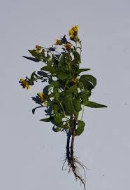 Image result for Guizotia scabra