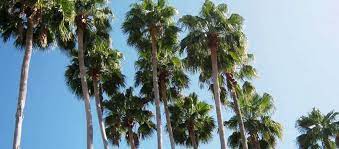 Top 5 Secrets For Keeping Your Florida Palm Trees Healthy Irrigation Landscaping R And R
