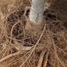 6 steps to repot your root bound tree. A Better Fix For Root Bound Plants Finegardening