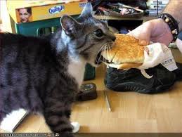 Image result for i can has cheezburger