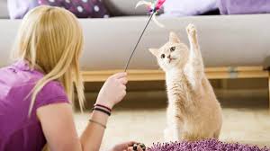 I know this is long overdue, about 20 years, but i would like to take the time and thank all of the staff at, in my opinion is the best vet office around, animal health care center of arlington. Low Cost Vet In Arlington Tx Dr Mike S Affordable Vet Care