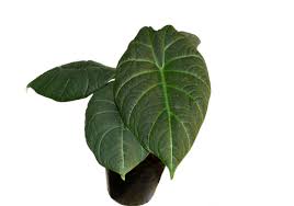 Image result for Exochaenium