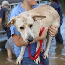 They're sometimes brought into hospitals or nursing homes to help reduce patients' stress and anxiety. People Who Help Animals Home Facebook
