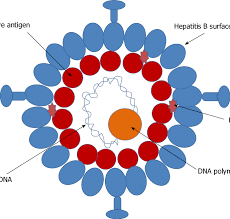 For some people, hepatitis b infection becomes chronic, meaning it lasts more than six months. Schematic Model Of Hepatitis B Virus Hbv Hepatitis B Virus Download Scientific Diagram