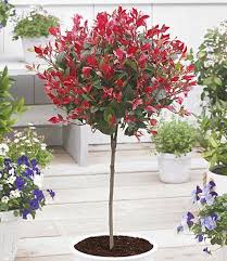Immergrunes Photinia Stammchen Little Red Robin Blumen Fur Garten Pflanzen Bepflanzung