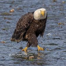 Walking With Attitude A Bald Eagle Strutting Across The Beach With The Tide Out By Wildcompasstours Bald Eagle Eagle Pictures Eagle Images