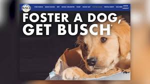 We bring them to adoption events around the twin cities to promote them and find them homes. Beer And Pups Foster Or Adopt A Dog And Get 3 Months Of Beer From Busch Abc30 Fresno