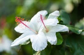 Image result for Hibiscus