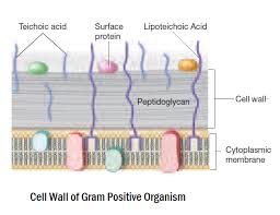 Differences Between Gram Positive And Gram Negative Bacteria