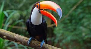 Check spelling or type a new query. What Animals Live In The Jungle List Detail Examples Pictures Updated