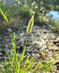 Image result for Setaria parviflora
