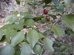 Image result for Strychnos pungens