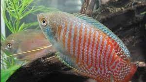 Cukup populer ya namanya sebagai makanan. 4 Cara Membedakan Ikan Sepat Hias Jantan Dan Betina Yang Tepat Arenahewan Com
