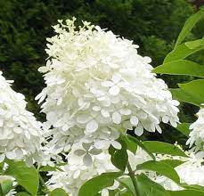 Shrubs of ontario should prove to be an even more useful successor to the earlier work. Trees Shrubs Archives Canadale Garden Centre St Thomas Nursery London
