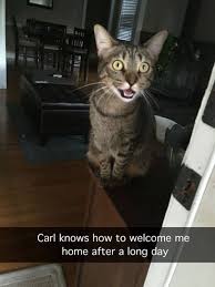 Carl Knows Funny Cat Memes Funny Animal Pictures Cat Memes
