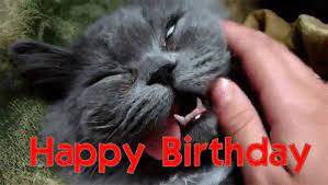 20 Funny Happy Birthday Gifs Funny Happy Birthday Gif Happy Birthday Png Happy Birthday Cat