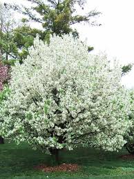 Redbuds, flowering pear trees, deciduous magnolias, dogwood trees and ornamental cherry trees are the earliest spring what are the best dwarf flowering trees? 13 Of The Most Colorful Crabapple Trees For Your Yard Crabapple Tree Apple Tree Gardening Flowering Trees