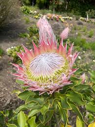 Image result for Protea enervis