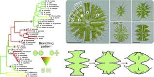 Image result for Micractis