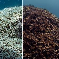 Maybe you would like to learn more about one of these? Scientists Use Speakers To Make Dead Coral Reefs Sound Healthy And Fish Flock To Them The Spokesman Review