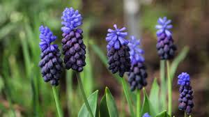 Image result for Mitrasacmopsis