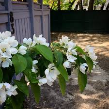 Image result for images a Blossom Fell