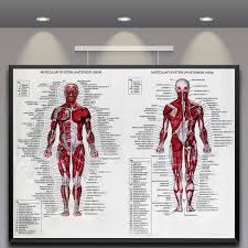 Us 4 75 Silk Cloth Muscle System Posters Anatomy Chart 60x80cm Human Body Educational Pictures Mural Home Wall Decoration Accessories In Painting