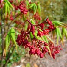 Maybe you would like to learn more about one of these? Acer Palmatum Osakazuki Red Japanese Maple Trees For Sale