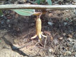 Image result for Adenia repanda