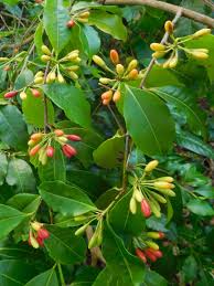 Image result for Erythroxylaceae
