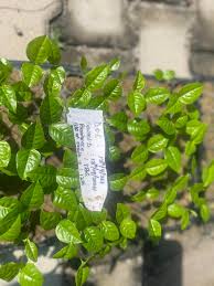 Image result for Citropsis