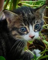 Pin By Silo On Cats Kittens Cutest Cats Baby Cats